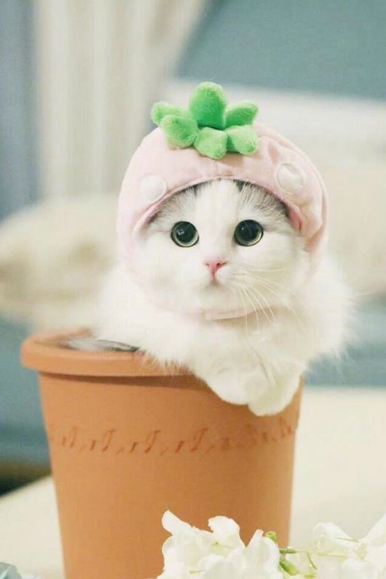  СЮДА НАЗВАНИЕ ТОВАРА ИЗ like__item-title
